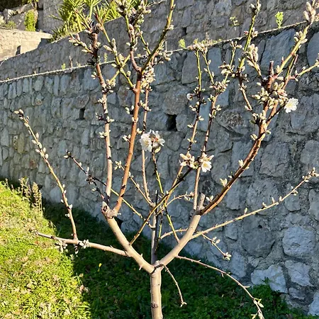 Des Ciappes Et Des Fees Menton